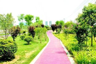 四季常綠三季有花，菏澤市桂陵路景觀帶美爆城市綠化新風(fēng)尚