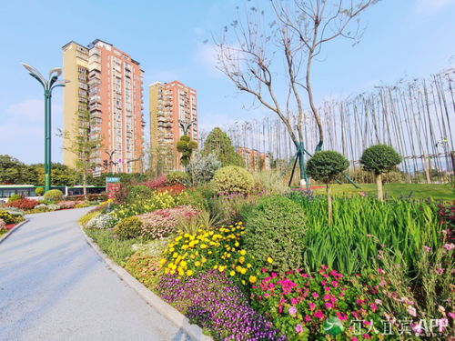 翠屏區(qū) 城市花海妝點(diǎn)幸福生活，精細(xì)管理提升綠化品質(zhì)