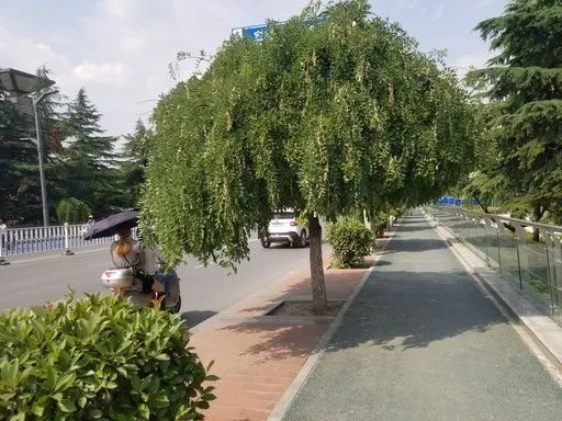 綠化樹太茂盛妨礙行人通行，市民盼及時修剪優(yōu)化