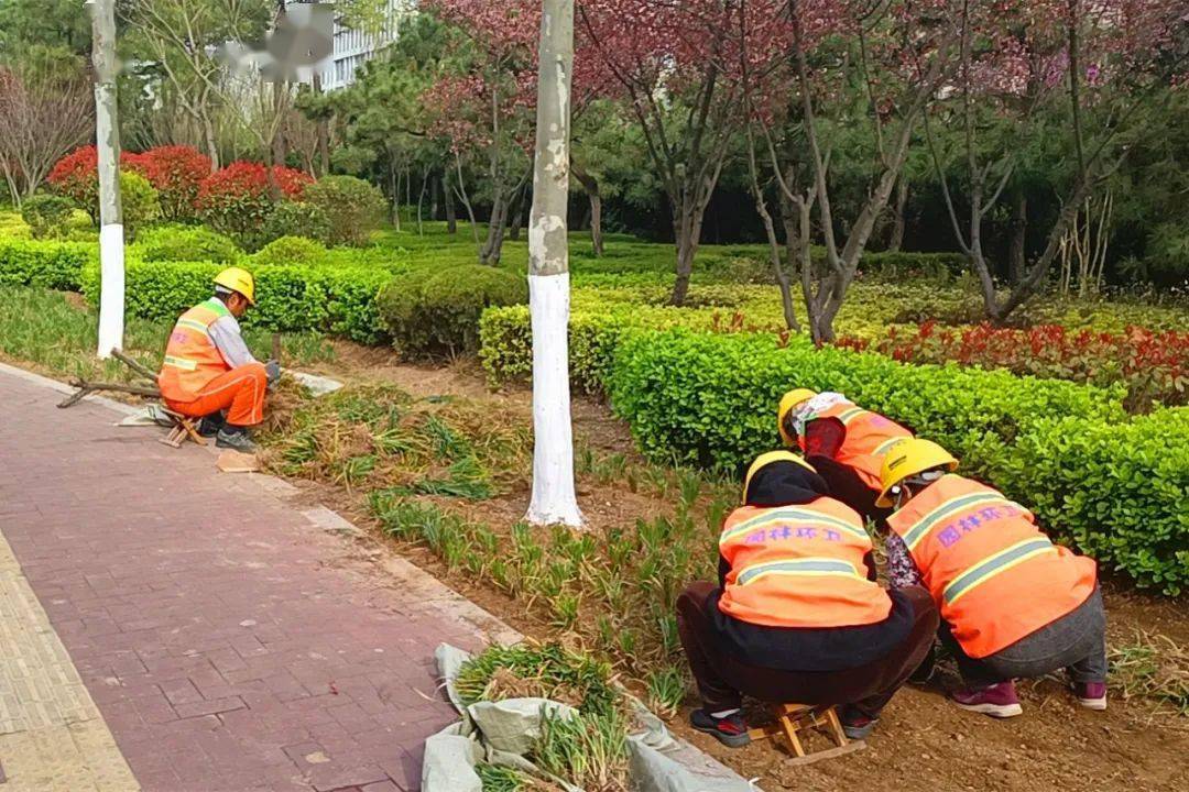 文明管養(yǎng)樹標(biāo)桿丨"植綠補綠"助力全國文明城市創(chuàng)建_綠化_